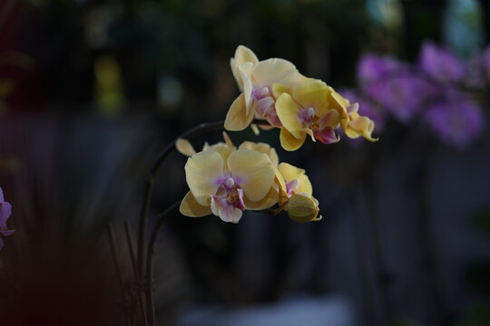 Orchids are in full bloom, colorful and vibrant