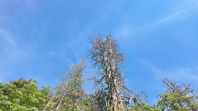 Low angle perspective of a weathered bare dead conifer snag tree surrounded by lush green foliage 
