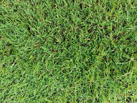 Top view of fresh green grass with tiny morning dew drops. A vibrant natural botanical texture ideal for spring or summer backgrounds