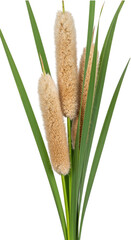 Close-up of tall grass with seed heads on white background © OH Stocker