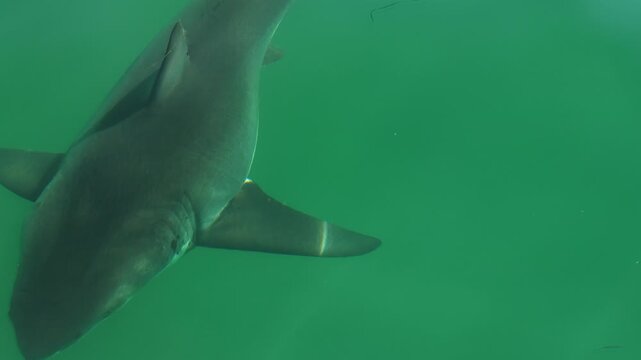 Shark green ocean drone aerial
