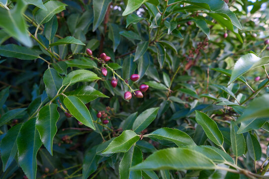 Reddish Stone Fruits of Portuguese Laurel (Prunus lusitanica) Growing on the Tree, Botanical Close-Up and Autumn Nature Concept