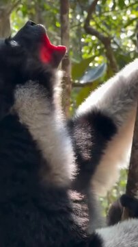 Indri lemur vocalizing in rainforest tree canopy
