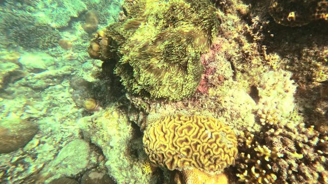Underwater view of a coral reef displaying various coral formations and textures, highlighting the beauty of marine biodiversity in a tropical environment