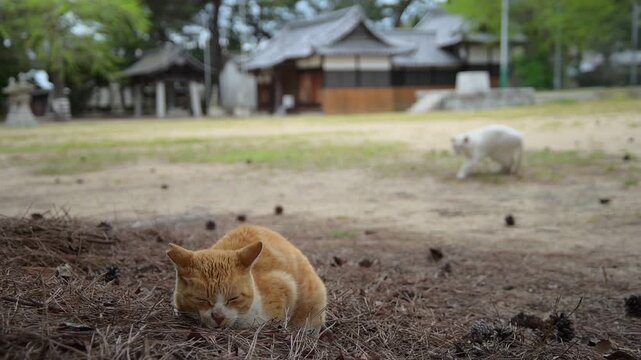 茶トラ白」の写真素材 | 10,584件の無料イラスト画像 | Adobe Stock
