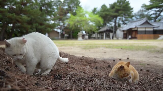 茶トラ白」の写真素材 | 10,602件の無料イラスト画像 | Adobe Stock