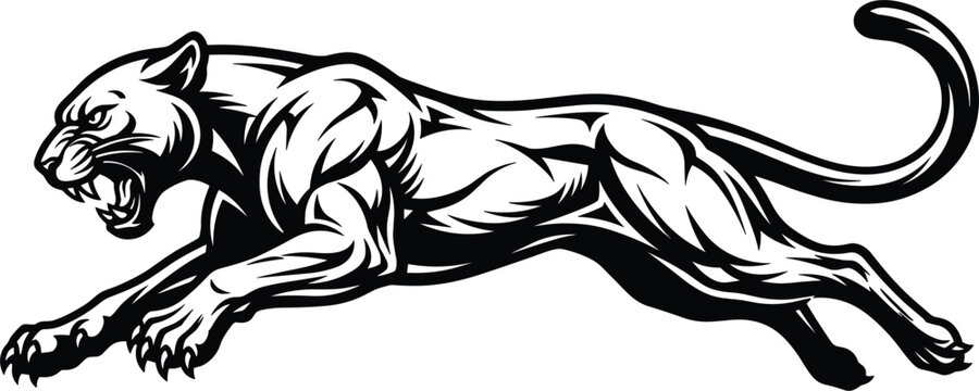 Fierce roaring black panther leaping aggressively mascot template stylized sports team graphic design isolated vector illustration.