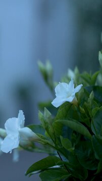 White Mandevilla Flowers Blooming in Garden at Dusk