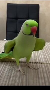 A vibrant green ring-necked parakeet standing on a table