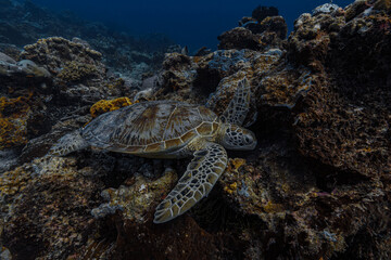 Green Turtle, Maratua, Indonesia © egoceanic