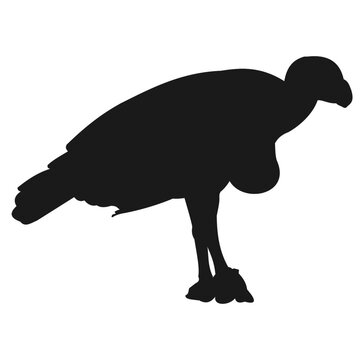 Vulture Condor Bird Silhouette Vector Isolated on White Background