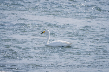 白鳥 © TNK_JNSN