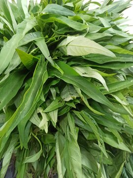 Bundle of fresh green water spinach ipomoea aquatica leaves close up
