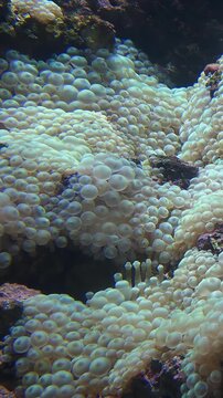 Vertical video of bubble-tip anemone (Entacmaea quadricolor) swaying in the water flow