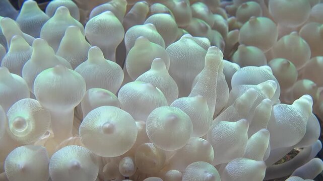 Video of bubble-tip anemone (Entacmaea quadricolor) swaying in the water flow