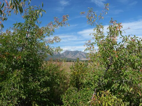 American Plum (Prunus americana) Foliage Beginning to Turn in Autumn with Colorado Flatirons