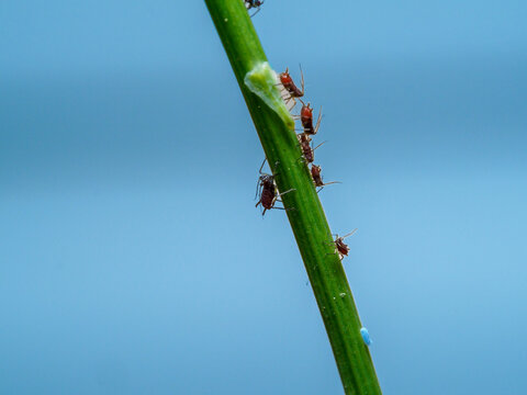 Close-up macro photograph of tiny red aphids clustered and feeding on a vibrant green stem against a clean soft blue background. Ideal for pest control, biology, and agricultural themes.