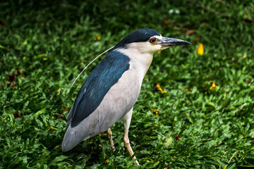 Fototapeta premium A cool bird with red eyes walks through the grass in Malaysia