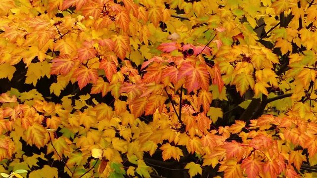 The beauty of autumn maple leaves swaying gently in the breeze. A blend of golden yellow, warm orange, and bright red accents creates an aesthetic, serene, and warm autumnal atmosphere.