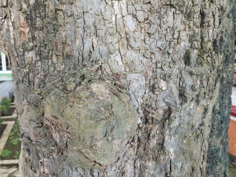 Close-up of rough grey tree bark featuring a prominent natural burl. A detailed organic wood texture ideal for nature backgrounds