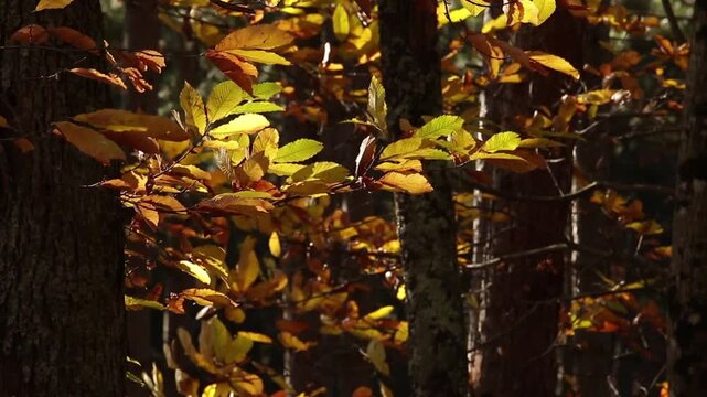 Sunlight filters through the trees, highlighting the textures of leaves and branches with warm, serene natural backlighting.