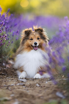 sheltie dog in lavender fields