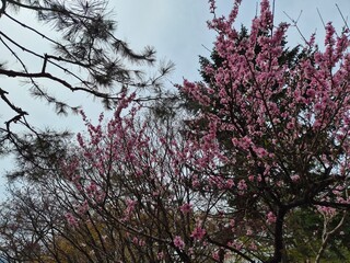 cherry blossom in spring © 은재 장