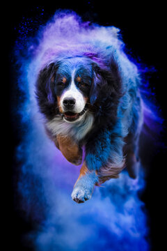 bernese mountain dog dog in holi powder, black background