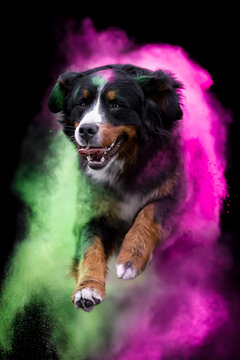bernese mountain dog dog in holi powder, black background