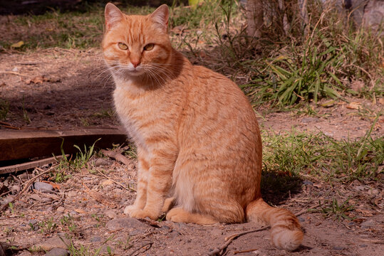 Gato naranja serio 