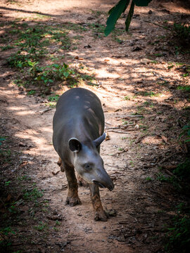 An Amazonian tapir (Tapirus terrestris) walks through a forested enclosure in the Ecuadorian Amazon. The large herbivorous mammal has a dark brown coat, elongated snout, rounded ears, and sturdy legs,