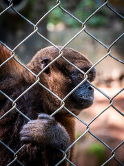 A Poeppig's woolly monkey (Lagothrix poeppigii) holds onto a wire fence in a forest enclosure in the Ecuadorian Amazon. The primate has dense brown and reddish fur, a black face, long limbs, and stron © Carlos