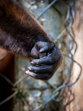 A Poeppig's woolly monkey (Lagothrix poeppigii) holds onto a wire fence in a forest enclosure in the Ecuadorian Amazon. The primate has dense brown and reddish fur, a black face, long limbs, and stron