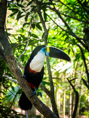 A White-throated Toucan (Ramphastos tucanus) perched on a tree branch in the Ecuadorian Amazon rainforest. The bird has black plumage, a white throat and chest, blue skin around the eye, a large dark  © Carlos