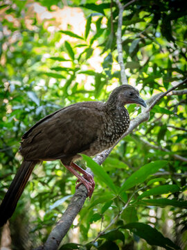 A Spix's Guan (Penelope jacquacu) perched on a tree branch in the Ecuadorian Amazon rainforest. The large forest bird has olive-brown plumage, a finely patterned neck and chest, a long tail, and reddi