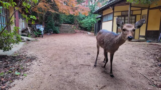 古民家の庭を歩く鹿