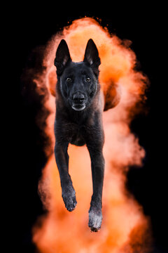 belgian shepherd malinois dog in holi powder, black background