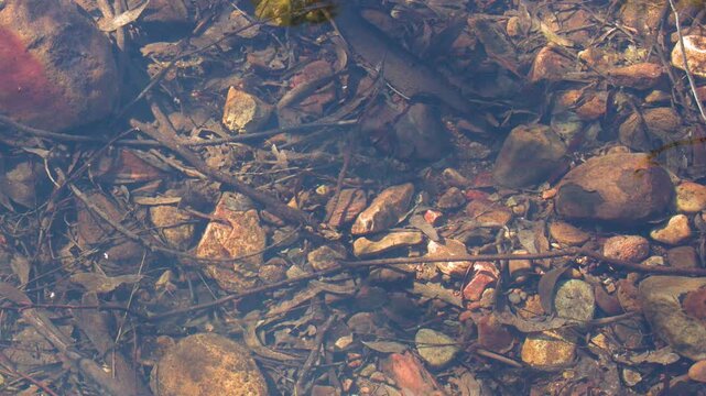 Clear Water Flowing Over Shallow Rocky Riverbed and Fallen Leaves