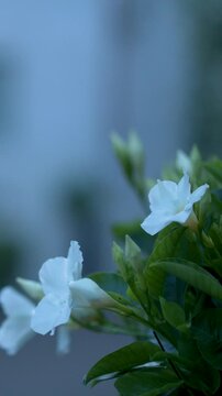 White Mandevilla Flowers Blooming at Twilight in a Garden
