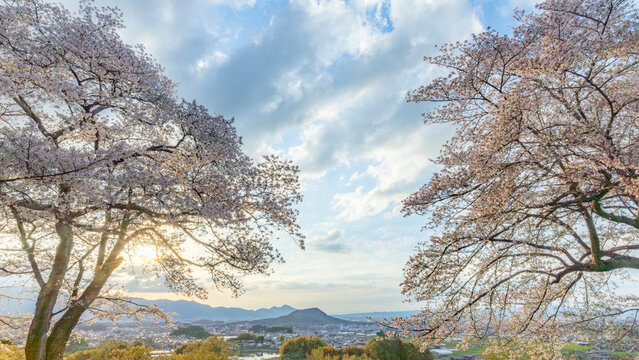 畝傍山を甘樫丘から俯瞰