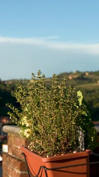 Potted Plant on Balcony Overlooking Italian Countryside