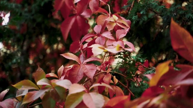 The camera pans slowly, revealing the texture of the leaves under soft natural light, set against a contrasting background of dark green trees.