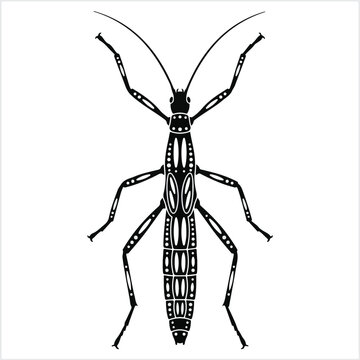 Detailed stick insect vector illustration isolated on a plain background for biological study