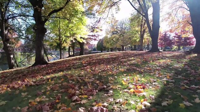 A beautiful and serene park scene on a sunny autumn day. The green grass on the gently rolling hills is blanketed with fallen leaves in shades of yellow, orange, and brown.