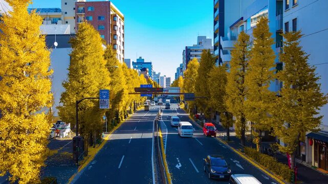 A timelapse of traffic jam at the yellow gingko street in Tokyo wide shot