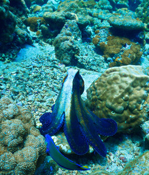 Underwater photograph of an octopus moving across a vibrant coral reef in clear tropical waters. Detailed marine wildlife scene featuring the intelligence, camouflage.