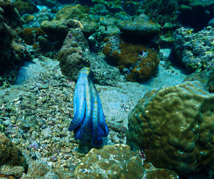 Underwater photograph of an octopus moving across a vibrant coral reef in clear tropical waters. Detailed marine wildlife scene featuring the intelligence, camouflage.