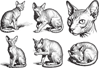Fototapeta premium Hand drawn Sphynx Cat illustration line set poses, detailed sketch vintage ink style