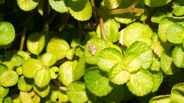 This insect is a planthopper nymph, likely belonging to the family Ricaniidae (such as the Ricania genus). Taken from Las Pinas, NCR, Philippines.