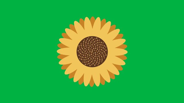 A layered golden sunflower slowly unfurls around its textured seed center. 4K UHD animation on solid chroma green with a 12 second loop at 30 fps. No audio.